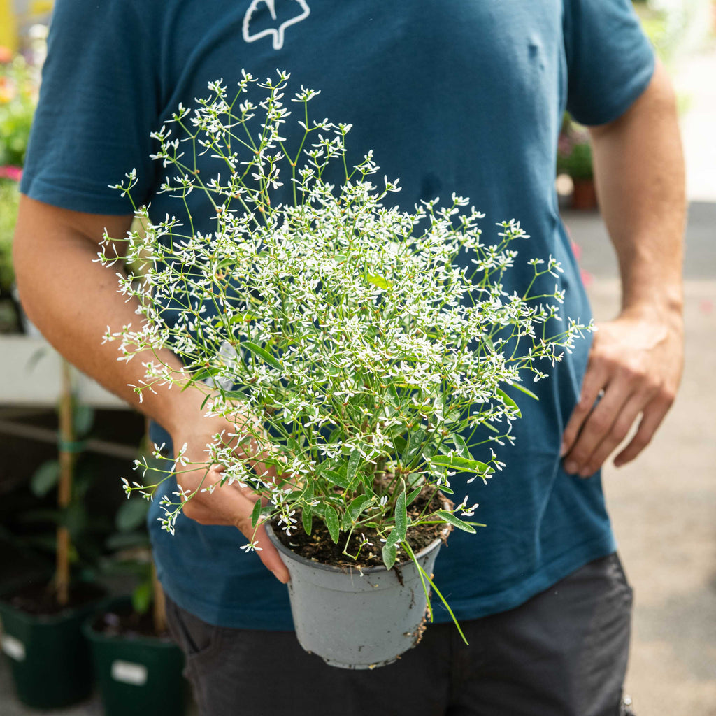 Euphorbia Diamond Frost Simegarden euphorbia-diamond-frost-simegarden