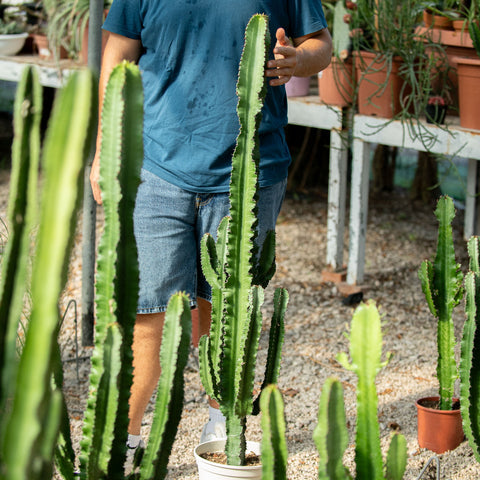 Simegarden Euphorbia eritrea 21-22 cm
