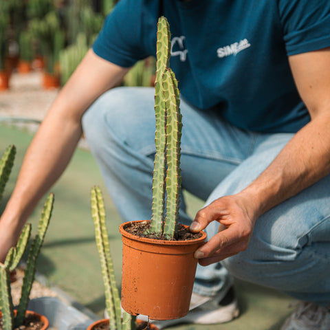 Simegarden Euphorbia heterochroma 13 cm
