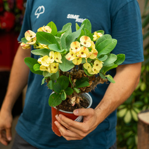 Simegarden Euphorbia lomi 14 cm