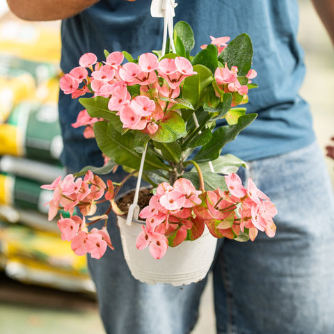 Simegarden Euphorbia milii 17 cm / Rosa