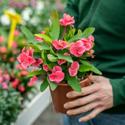 Simegarden Euphorbia milii