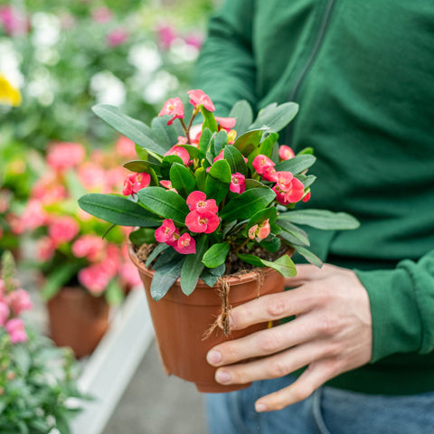 Simegarden Euphorbia milii
