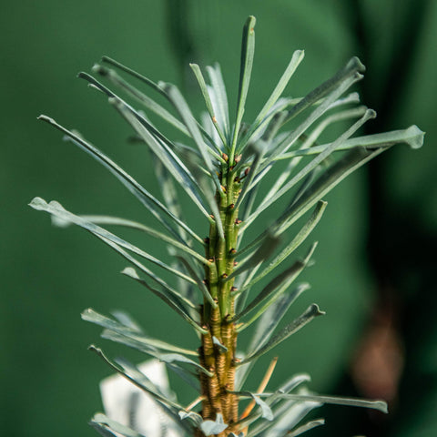 Simegarden Euphorbia multifolia 10.5 cm