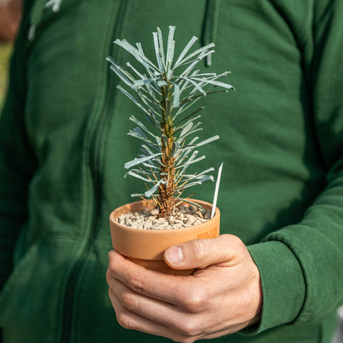 Simegarden Euphorbia multifolia 10.5 cm