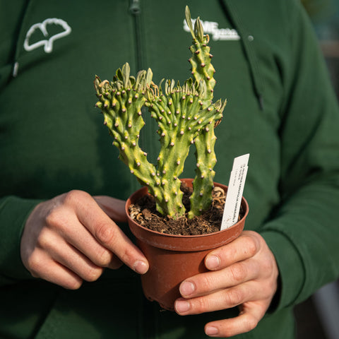 Simegarden Euphorbia neriifolia cristata variegata 12 cm