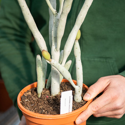 Simegarden Euphorbia onconclada 17 cm