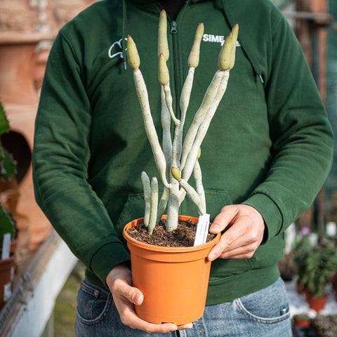 Simegarden Euphorbia onconclada 17 cm