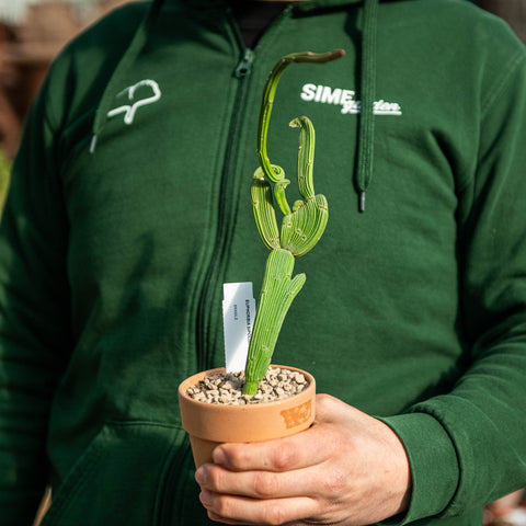 Simegarden Euphorbia sipolisii 10.5 cm