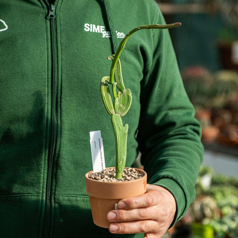 Simegarden Euphorbia sipolisii 10.5 cm