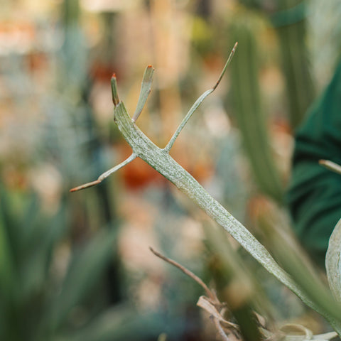 Simegarden Euphorbia xylophylloides 24 cm - XXL