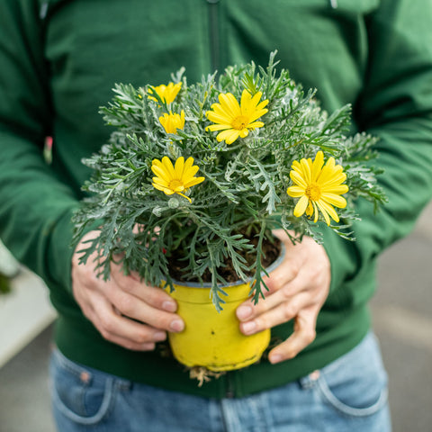 Simegarden Euryops pectinatus 14 cm