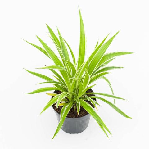 Simegarden Falangio 14 cm