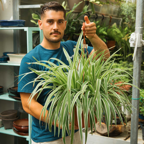 Simegarden Falangio 22 cm