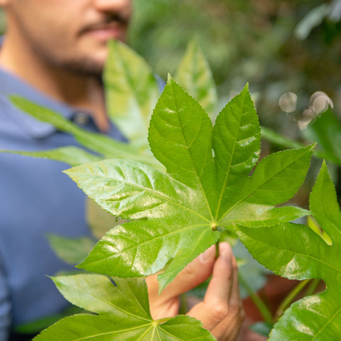 Simegarden Fatsia japonica