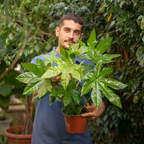 Simegarden Fatsia japonica