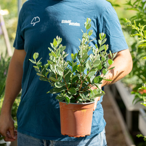 Simegarden Feijoa sellowiana 17 cm