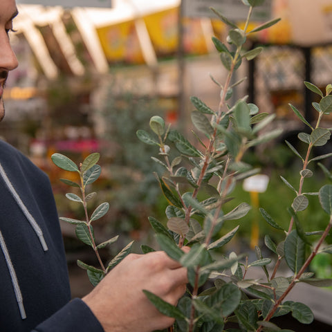 Simegarden Feijoa sellowiana