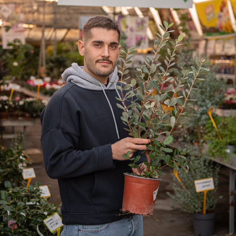 Simegarden Feijoa sellowiana