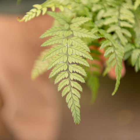 Simegarden Felce Athyrium