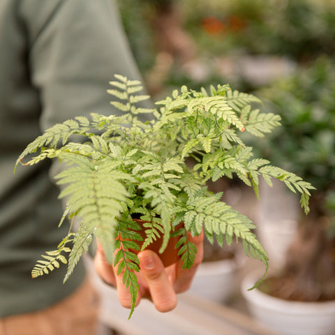 Simegarden Felce Athyrium