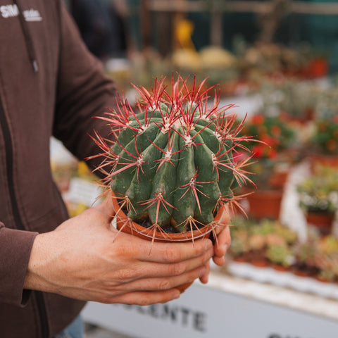 Simegarden Ferocactus stainesii 12.5 cm