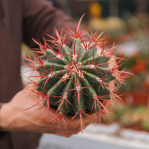 Simegarden Ferocactus stainesii 12.5 cm