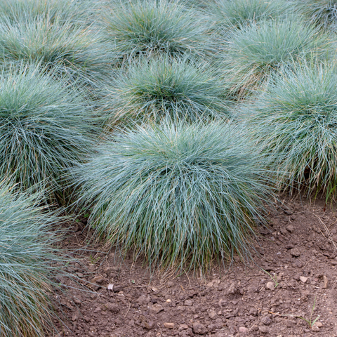 Simegarden Festuca glauca 10.5 cm