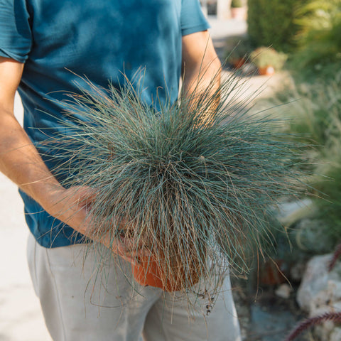 Simegarden Festuca glauca 18 cm