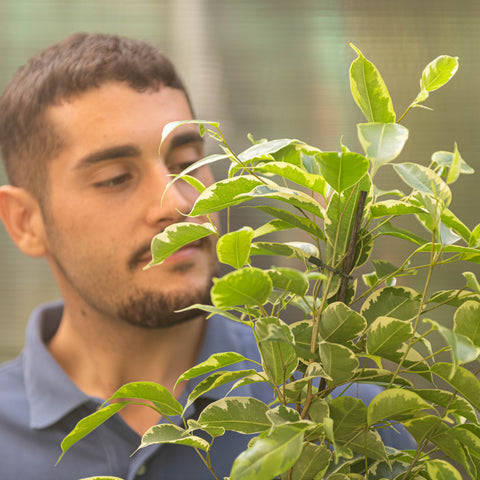 Simegarden Ficus benjamin variegato
