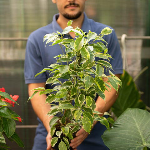 Simegarden Ficus benjamin variegato