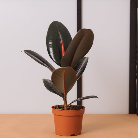 Simegarden Ficus elastica Abidjan