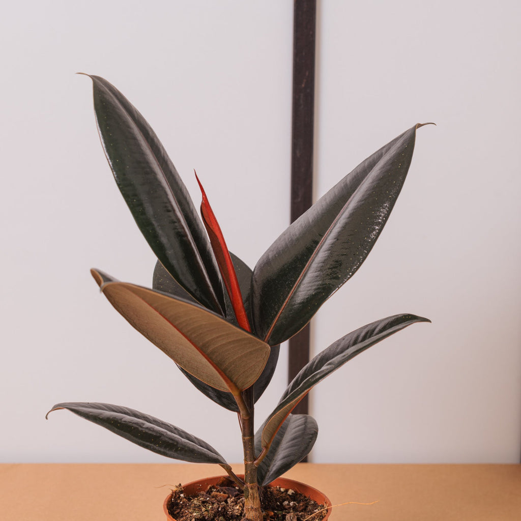 Ficus elastica 'Abidjan' en Baq Raindrop