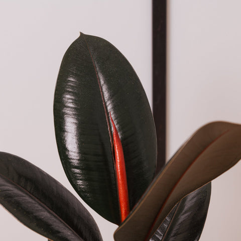 Simegarden Ficus elastica Abidjan