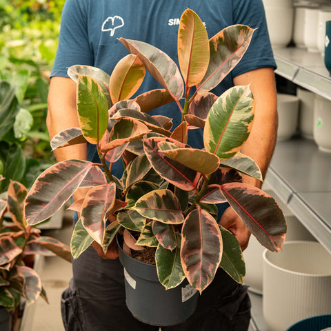 Simegarden Ficus elastica Belize 21 cm