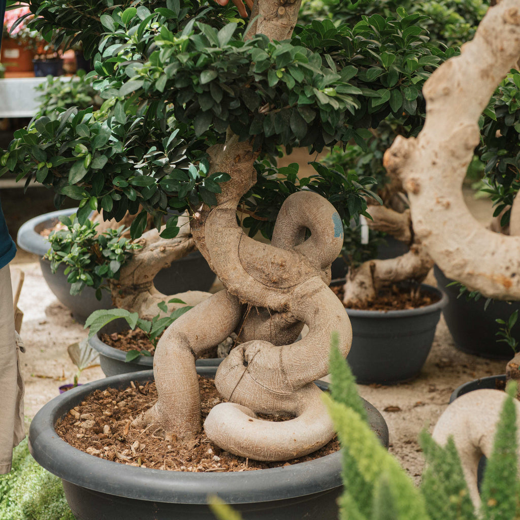 Ficus ginseng – Simegarden