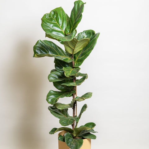 Simegarden Ficus Lyrata bambino grande 21 cm