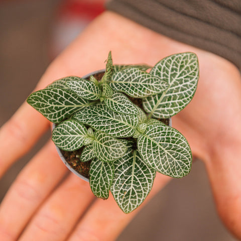 Simegarden Fittonia verschaffeltii white 6 cm