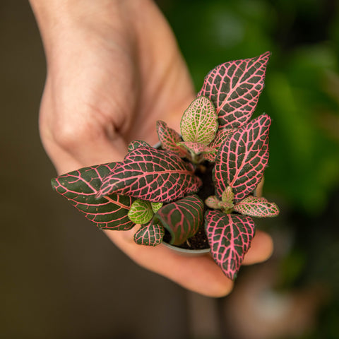 Simegarden Fittonia verschaffeltii white 6 cm / Rosa