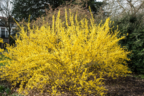 Simegarden Forsythia intermedia lynwood 18 cm