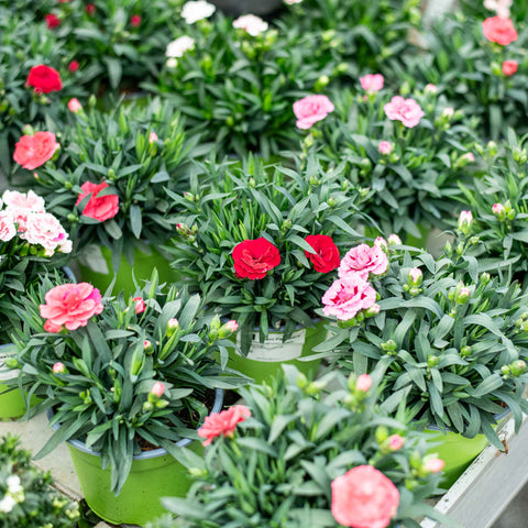 Simegarden Garofano pianta