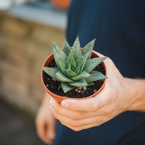 Simegarden Gasteria D tiga 10.5 cm