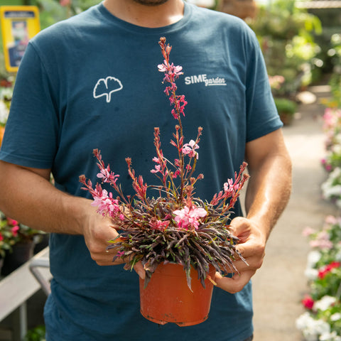 Simegarden Gaura lindheimeri 14 cm