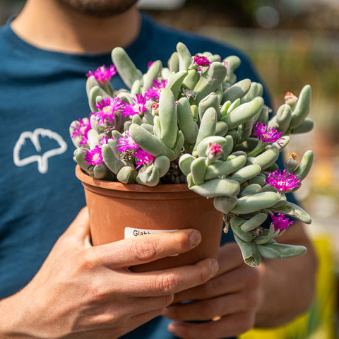 Simegarden Gibbaeum geminum 15 cm - ESEMPLARE / Primavera