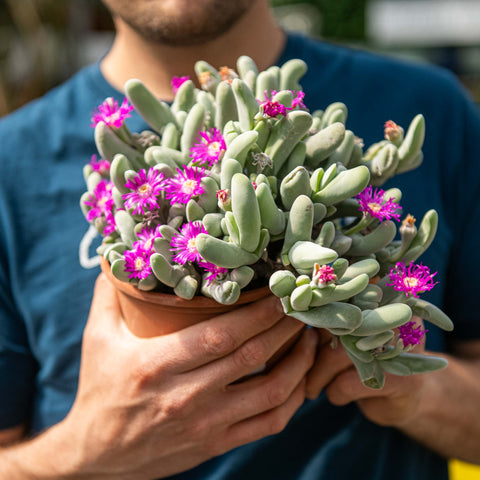 Simegarden Gibbaeum geminum 15 cm - ESEMPLARE / Primavera