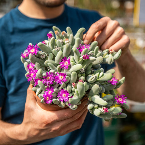 Simegarden Gibbaeum geminum 15 cm - ESEMPLARE / Primavera