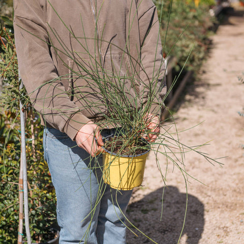 Simegarden Ginestra pianta