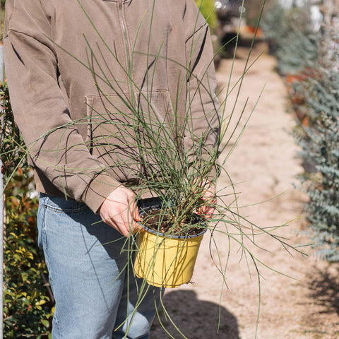 Simegarden Ginestra pianta