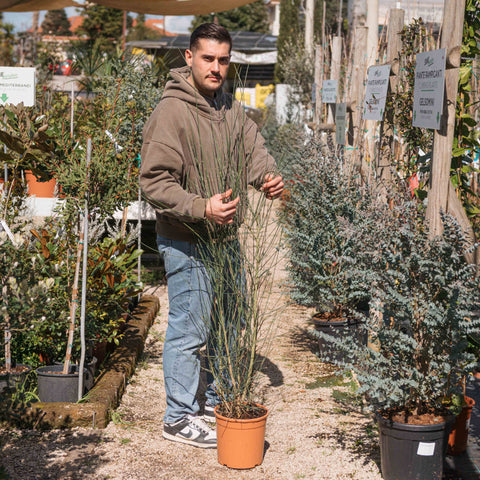 Simegarden Ginestra pianta