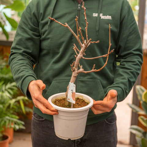 Simegarden Glicine bonsai 20 cm